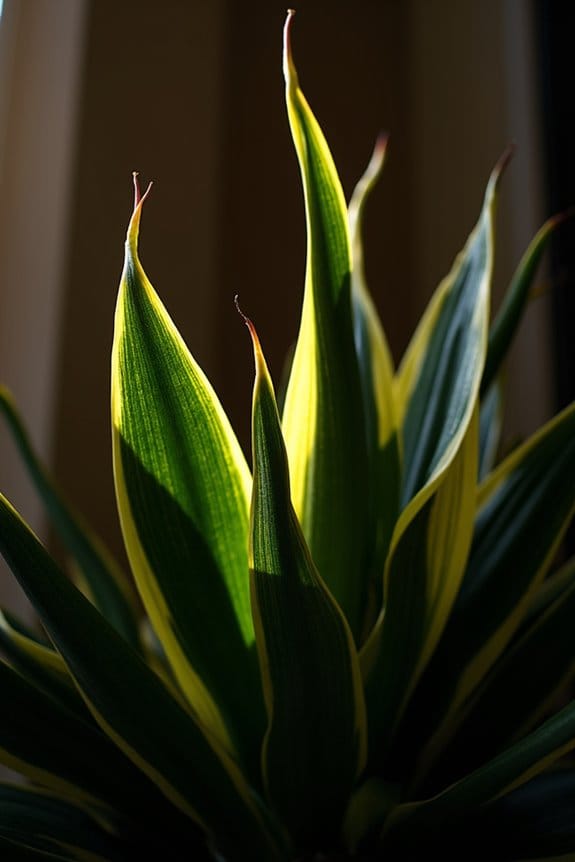 thrives in low light